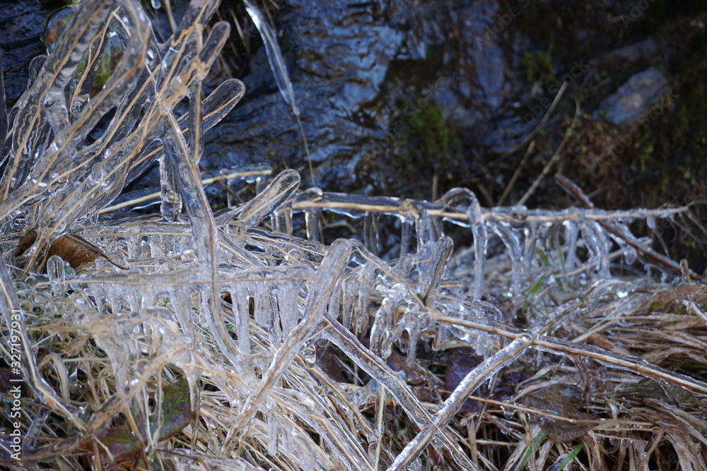 Blades of grass trapped and covered in ice