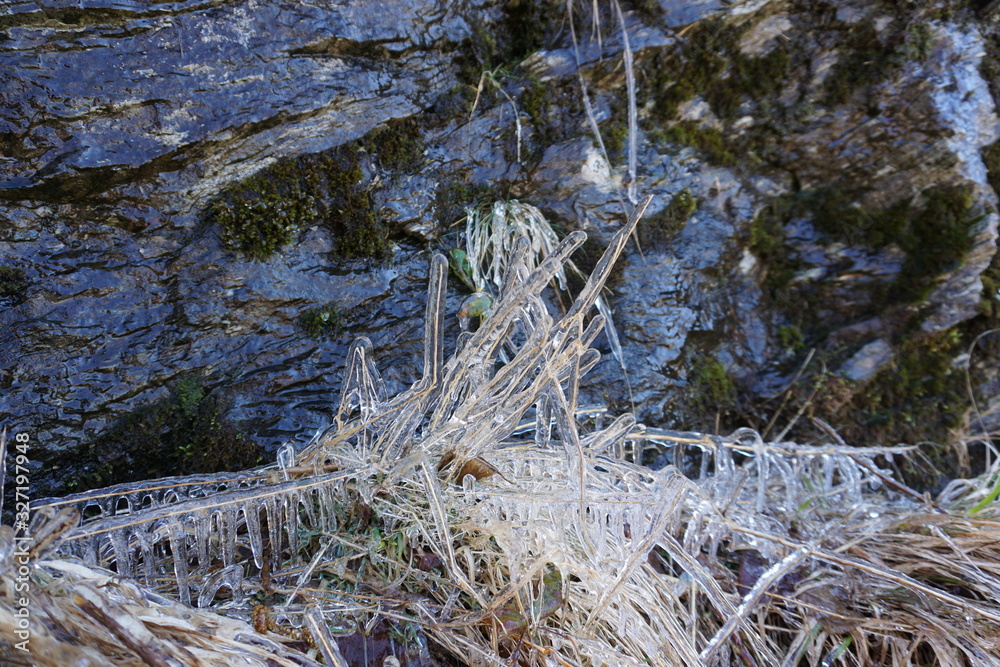 Blades of grass trapped and covered in ice Blades of grass trapped and covered in ice