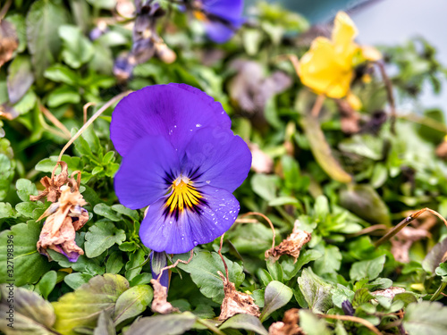 very nice petunia flowers in desenzano del garda , italy photo