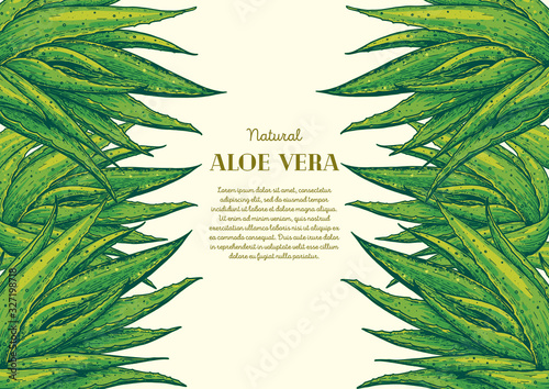 Aloe vera hand drawn frame. Vector illustration. Botanical design with aloe. Colorful illustration.
