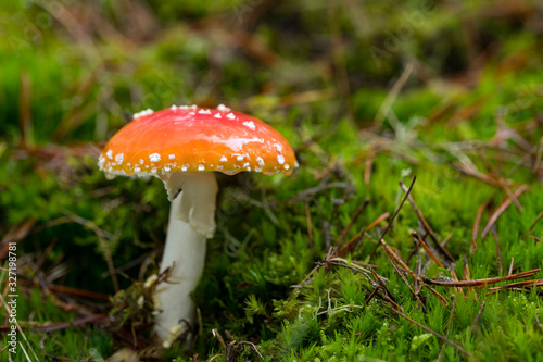 Amanita Muscaria, poisonous mushroom and natural hallucinogen from the forest, Red capped Magic Mushroom