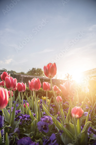 Arrangement of colorful spring flowers in the public park, springtime