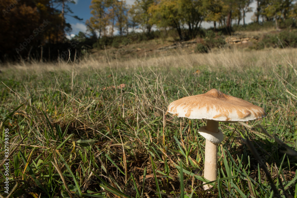 Fototapeta premium mushroom parasol on grass mushrooms, Macrolepiota mastoidea in green meadow