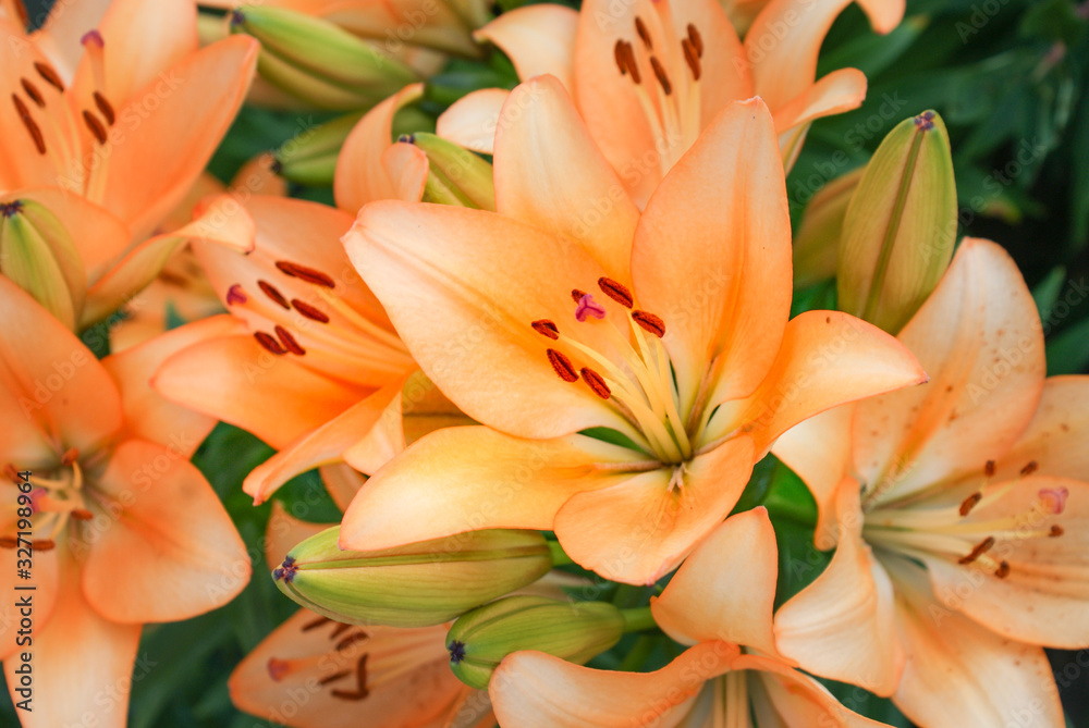 orange Lily flowers in the garden orange Lily flowers in the garden