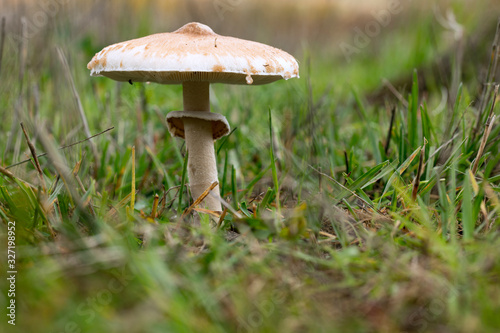 Fotografie mushroom parasol on grass mushrooms, Macrolepiota mastoidea in green meadow