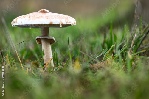 Obraz na plátně mushroom parasol on grass mushrooms, Macrolepiota mastoidea in green meadow