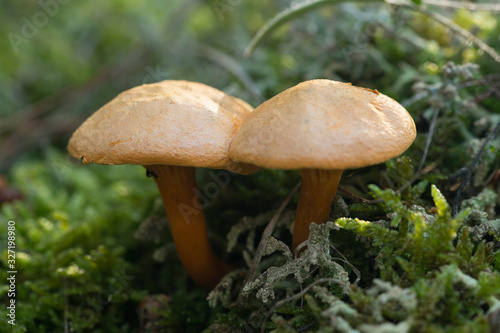 Mushrooms growing in the forest between moss and lichens, Autumn