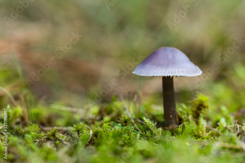 Mushrooms growing in the forest between moss and lichens, Autumn