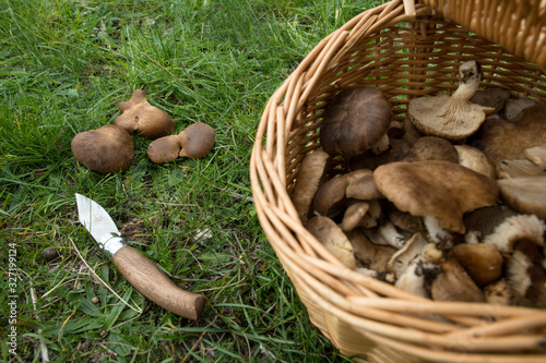 Pleurotus eryngii. Mushroom Thistle. Cardoncello mushroom freshly picked in the field, with basket and knife