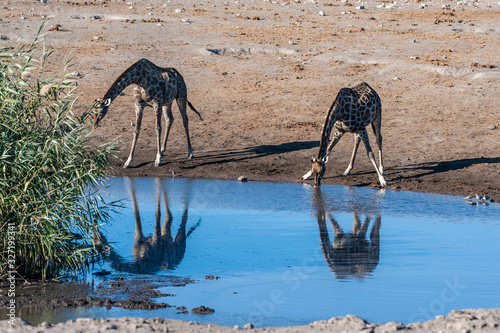 Two Angolan Giraffes - Giraffa giraffa angolensis- standing near a waterhole in Etosha National Park. Giraffes are the most vulnerable when drinking. photo