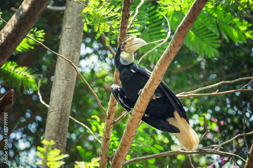 Tropical bird in the Bali Safari and Marine Park