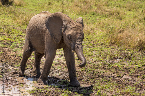 Elephant