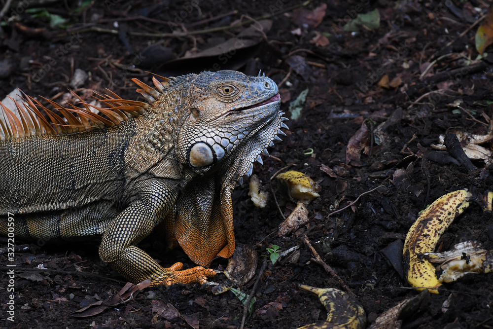 Fototapeta premium Orange Iguana on the ground