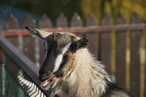 Gray goat with a beard and a white stripe on the face stands near the fence in the farm. Agriculture.