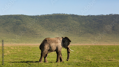 Elephant