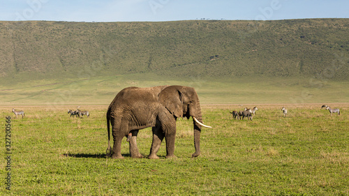 Elephant