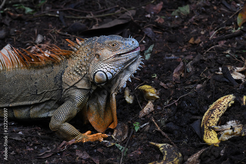 Orange Iguana on the ground