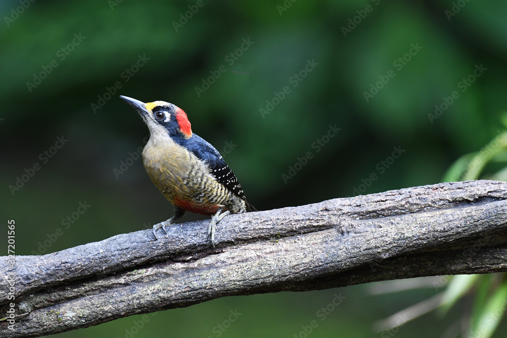 Black-cheeked Woodpecker perched on a branch Black-cheeked Woodpecker perched on a branch
