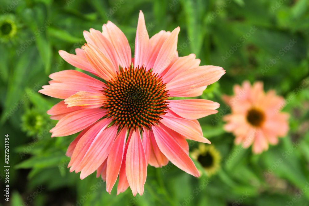 Closeup view of a beautiful flower with pink petals Closeup view of a beautiful flower with pink petals