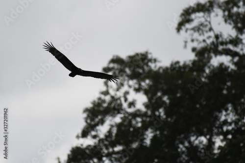 Flying Black Vulture