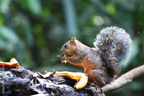 Variegated Squirrel photo