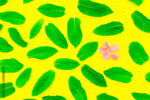 Pattern of fresh green mint leaves with one small flower on a yellow background. Top view. Nature background.