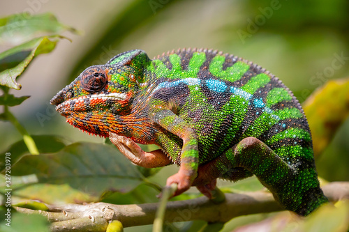 Panther chameleon closeup, Furcifer pardalis, Andasibe, Madagascar photo