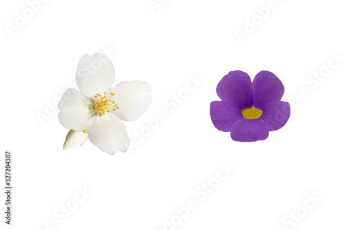 Beautiful white and purple flowers isolated on white background