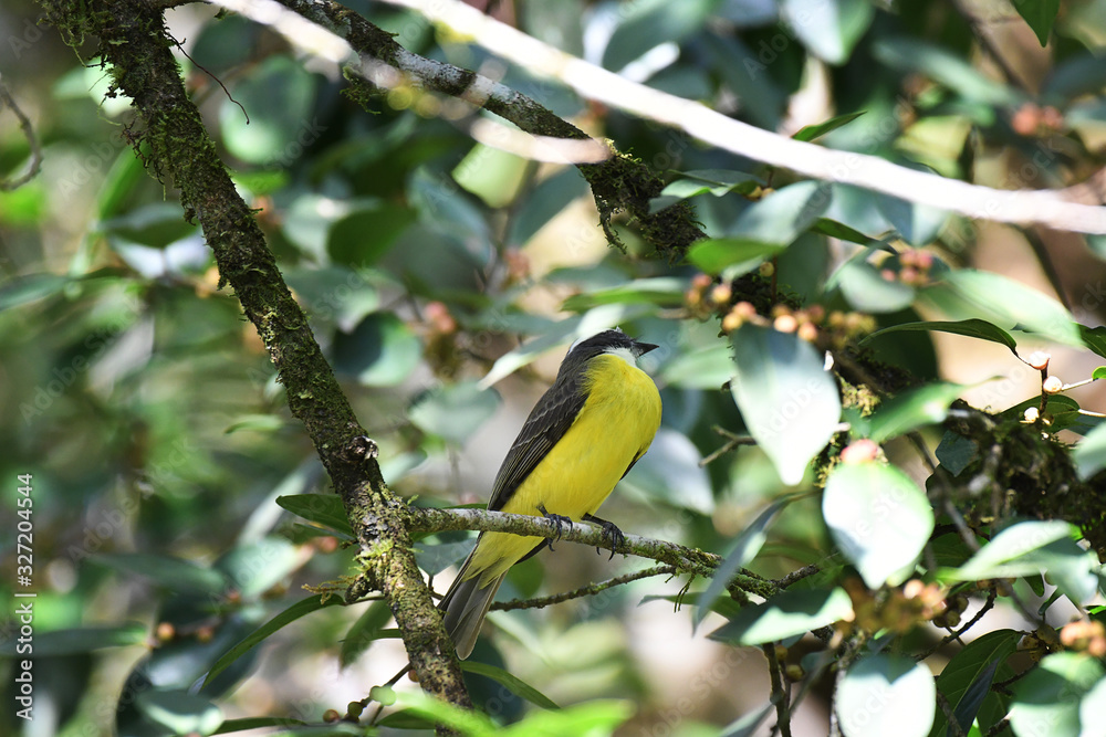 Great Kiskadee perched in a tree Great Kiskadee perched in a tree