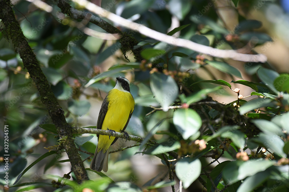 Fototapeta premium Great Kiskadee perched in a tree