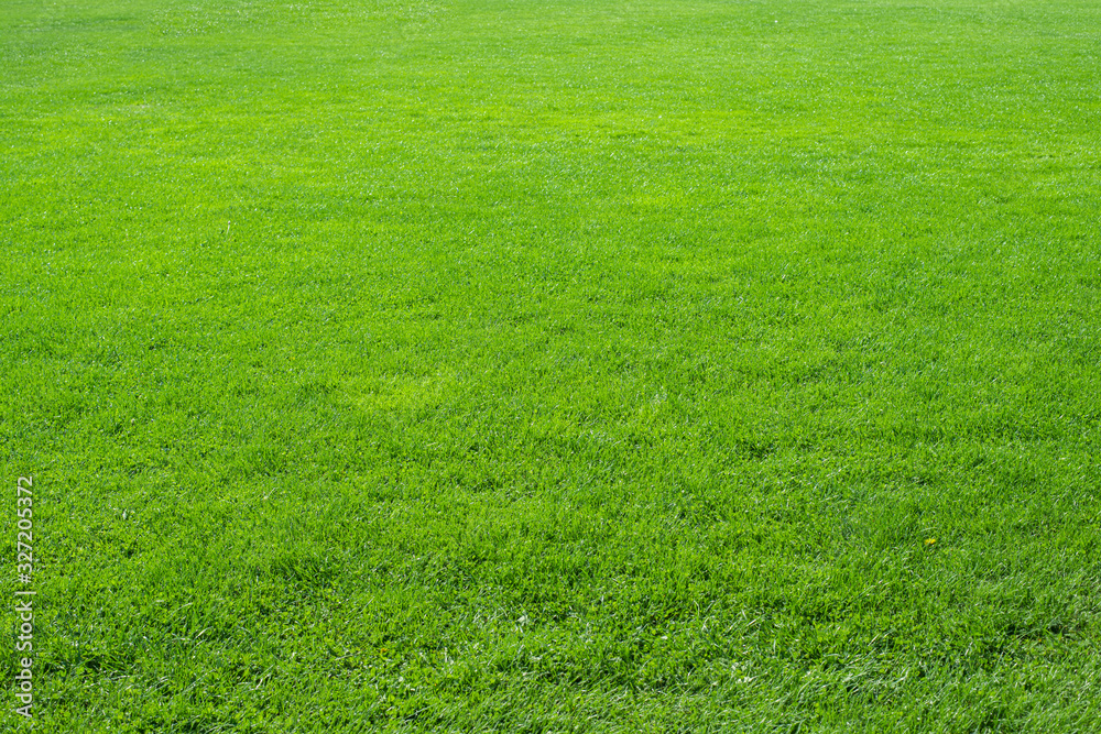 Texture background of fresh, natural fresh green grass in perspective. Design concept of green grass. Texture background of fresh, natural fresh green grass in perspective. Design concept of green grass.
