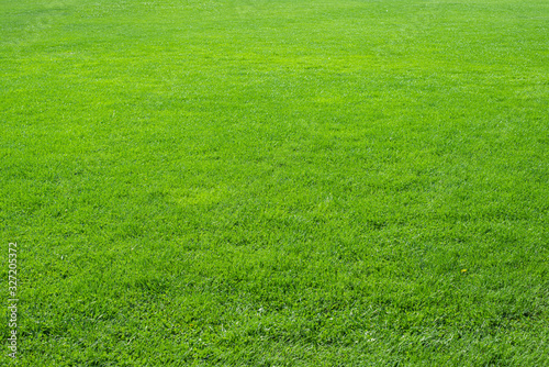 Texture background of fresh, natural fresh green grass in perspective. Design concept of green grass.