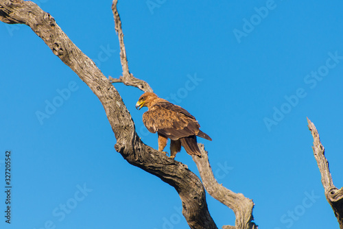 Aigle Ravisseur sur arbre