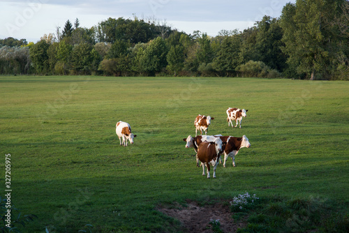 des vaches dans un champ