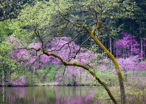 Flowering eastern redbud trees add their color to the landscape as spring comes to the shores of a small secluded lake.