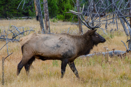 Bull Elk  Wapiti  in Yellowstone National Park  Wyoming  United States