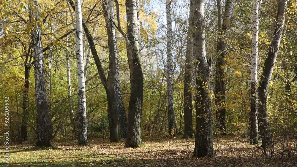 Autumn, in the Park, yellow leaves fly off the trees in a gust of wind Autumn, in the Park, yellow leaves fly off the trees in a gust of wind