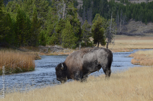 Bison near Nez Perce Creek in Yellowstone National Park