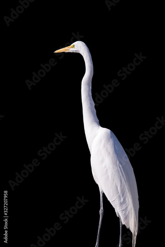  White egret on black background
