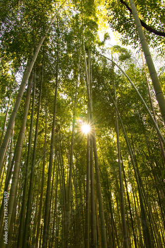bamboo forest in kyoto japan with sunlight streaming through stalks