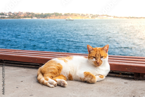 white cat with red spots lies on the seashore