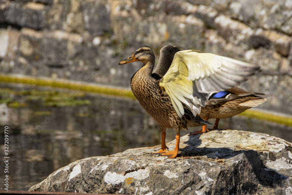 Wild mallard duck on rock flapping to dry wings Wild mallard duck on rock flapping to dry wings