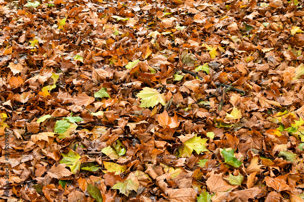 Carpet of leaves on the ground in the fall Carpet of leaves on the ground in the fall