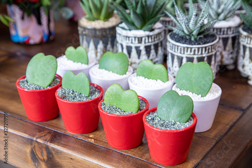 Cacti succulents plants in the heart shape planted in the red color ceramic pots on the wooden table at the greek garden shop prepared for Valentines Day.