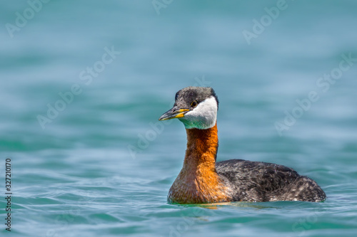 Photography Red-Necked Greeb swimming