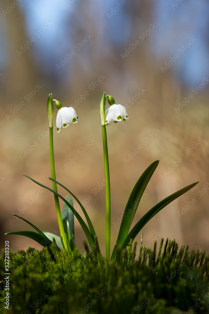 Φωτογραφία Spring snowflake, perennial bulbous flowering plant species in Amaryllis family,
