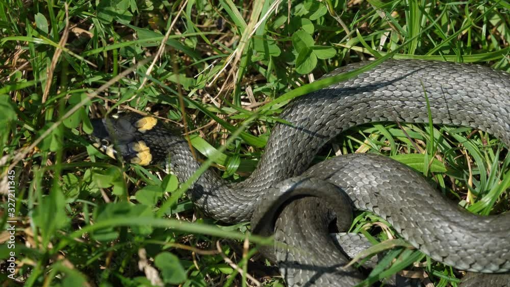 Detail of Natrix snake basking in the grass Detail of Natrix snake basking in the grass