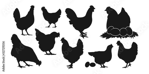 Fotografie, Obraz silhouettes of hen chicken