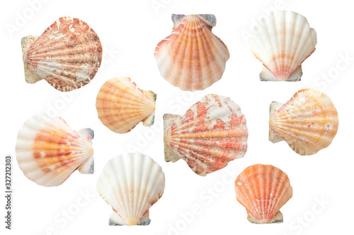 Different colorful seashells set on white background