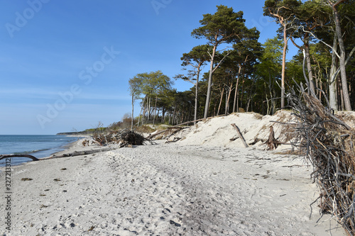 Totholz am Ostseestrand photo